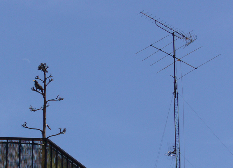 arbol-pajaro-antena